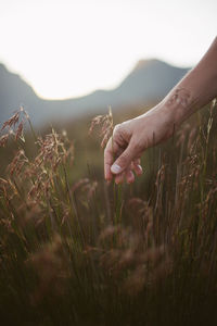 Cropped hand holding plant