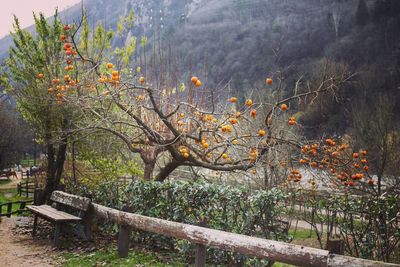 Trees and plants growing on land