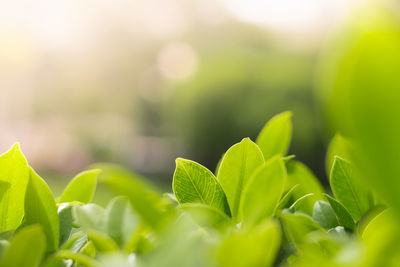 Close-up of fresh green plant