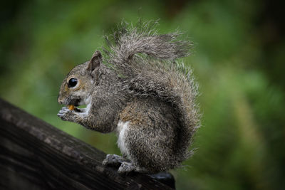 Close-up of squirrel on tree