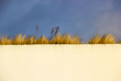 Plants growing on field against sky