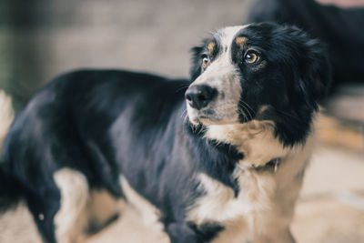 Close-up of dog