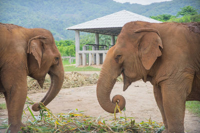 Side view of elephants