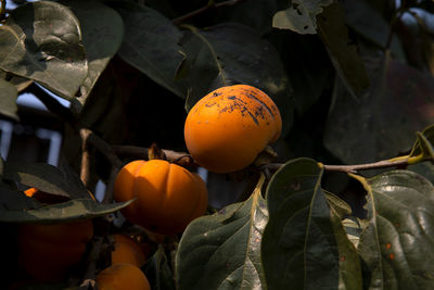 Close-up of orange fruits