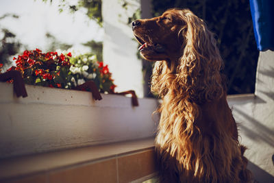 English cocker spaniel looking away