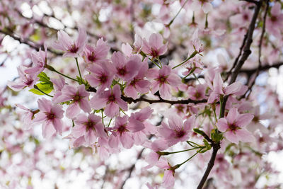 Close-up of pink cherry blossoms in spring