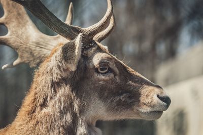 Close-up of deer