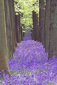 Purple flowers blooming on tree