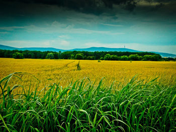 Scenic view of agricultural field against sky