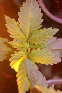Close-up of leaves on plant during autumn