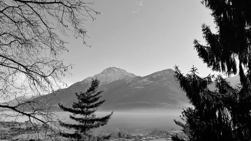 Trees on landscape against clear sky