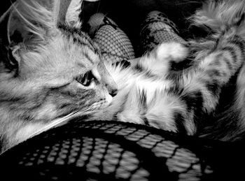 Cat sleeping on tiled floor