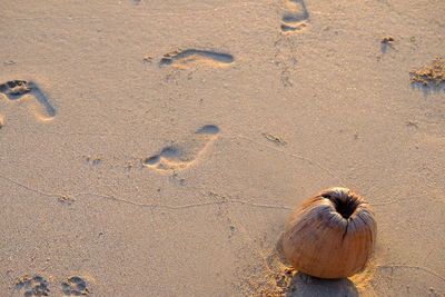 High angle view of crab on beach