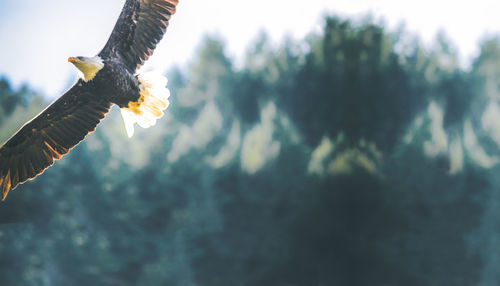 Close-up of eagle flying against trees