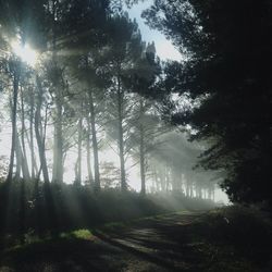 Trees in forest against sky