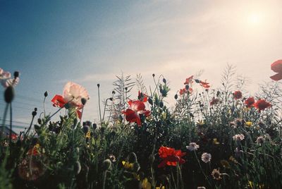 Low angle view of pink cosmos flowers