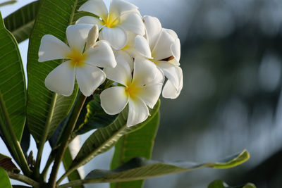 Close-up of white flowering plant