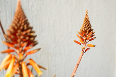 Close-up of wilted plant