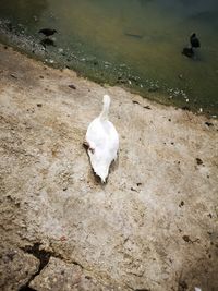 High angle view of bird on beach