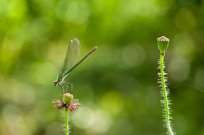 Close-up of butterfly pollinating on flower