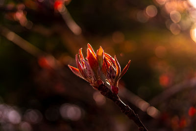 Close-up of red flower