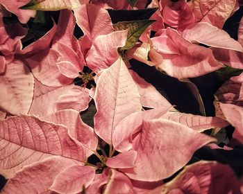 Full frame shot of pink flowering plant leaves