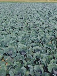 Close-up of plants growing on field