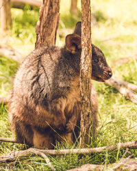 Close-up of squirrel on field