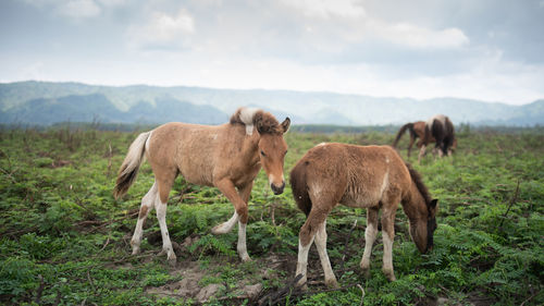 Horses standing in a field