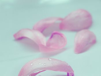 Close-up of pink petals on table