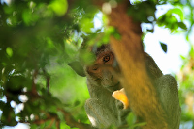 Low angle view of monkey sitting on tree