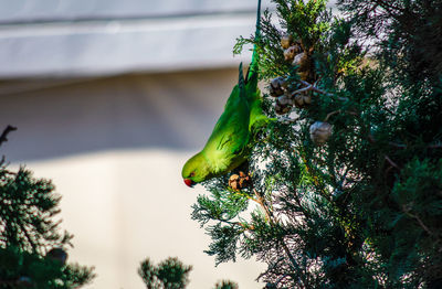 Close-up of parrot perching on tree