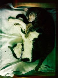 Close-up of cat relaxing on bed