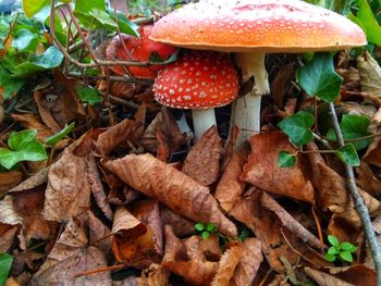 Close-up of fly agaric mushroom