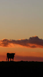 Silhouette horse standing on field against orange sky