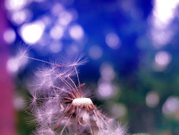 Close-up of plant against blurred background