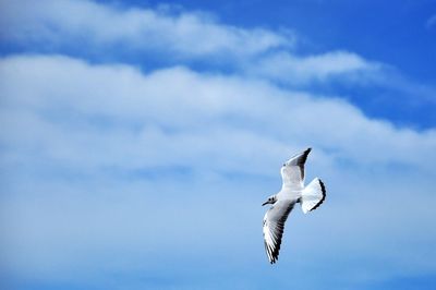 Low angle view of seagull flying