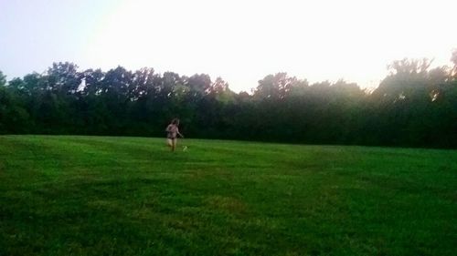 Scenic view of grassy field