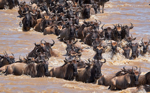 Wildebeest migrate between tanzania and kenya annualy.