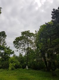 Trees growing on field against sky