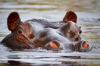 Close-up of lion swimming in lake