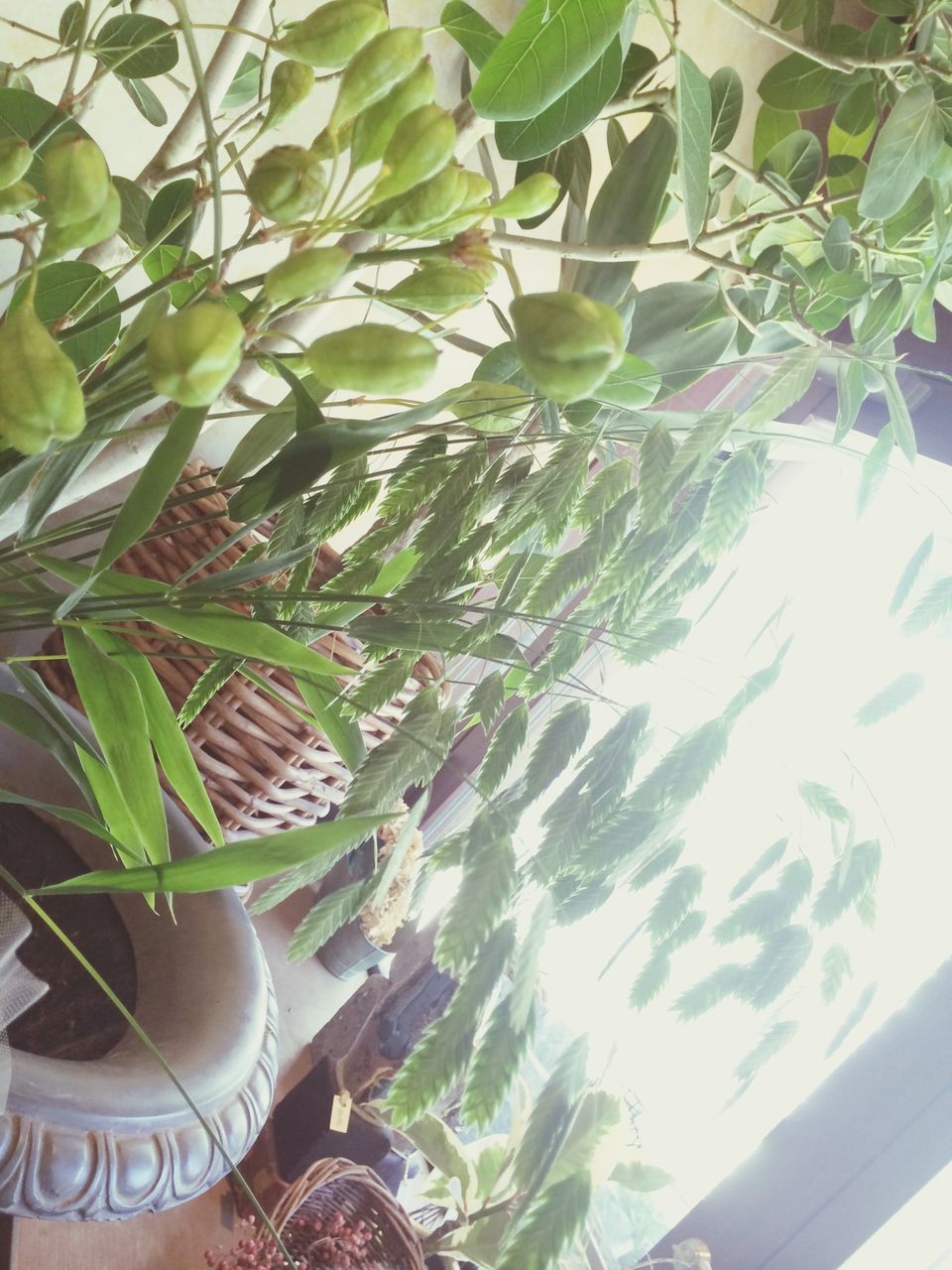 leaf, growth, tree, green color, plant, nature, low angle view, branch, close-up, day, indoors, no people, sunlight, potted plant, food and drink, glass - material, freshness, window, high angle view