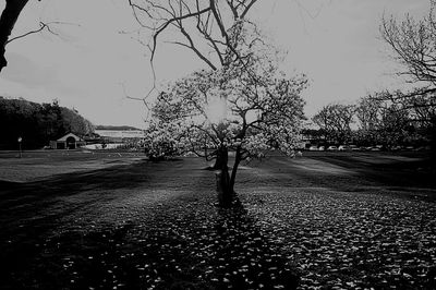 Road along trees