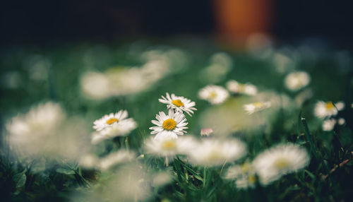 Close-up of yellow cosmos flowers blooming outdoors