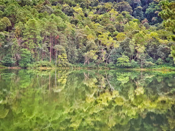 Scenic view of lake in forest
