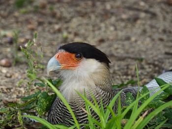 Close-up of a bird looking away