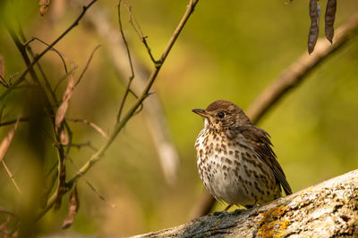 Close-up of bird perching on branch