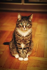 Close-up portrait of cat sitting on hardwood floor