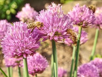 Close-up of bee pollinating on pink flower