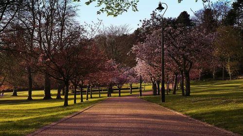 Trees in park